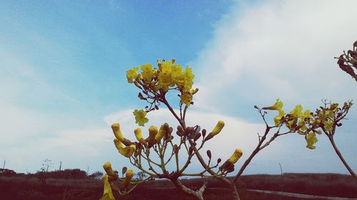 Close-up of yellow flowers against cloudy sky