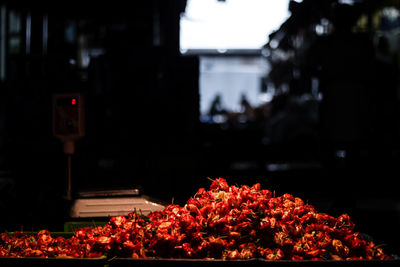 Close-up of red flowers at night