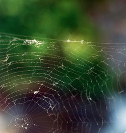 Close-up of spider web