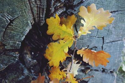 Close-up of yellow maple leaves on tree trunk