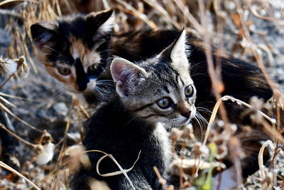 Close-up of cats on field