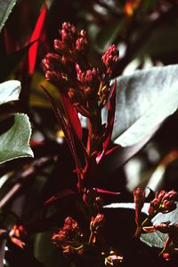 Close-up of flower plant