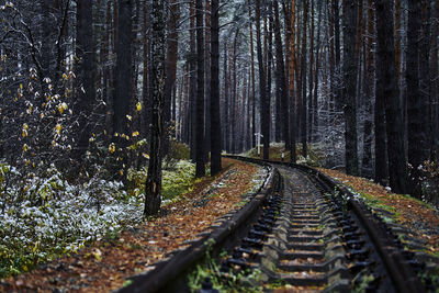 Surface level of railroad track amidst trees in forest