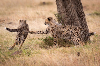 Family of cheetah playing on field