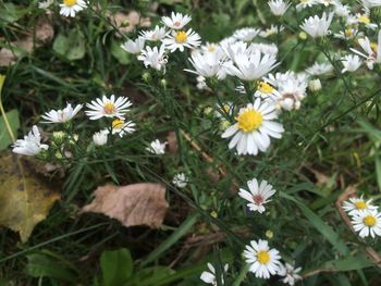 Close-up of white daisy flowers blooming in field