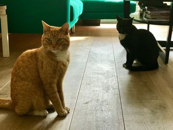 Portrait of cat sitting on tiled floor