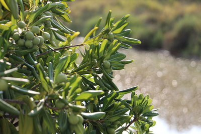 Close-up of fresh green plant