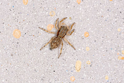 High angle view of spider on sand