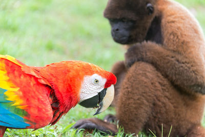 Scarlet macaw with woolly monkey on field