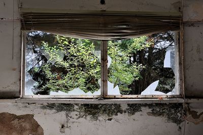 Plants growing in abandoned building