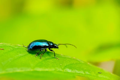 Close-up of fly on leaf