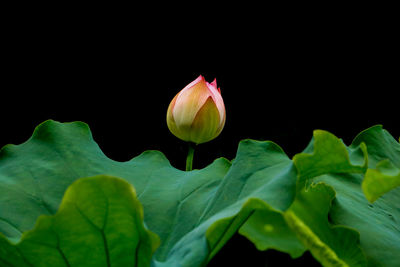 Close-up of flower blooming against black background