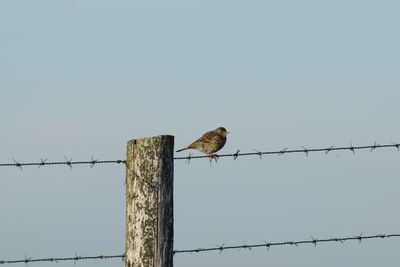 Low angle view of bird perching on wooden post against sky