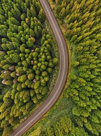 High angle view of road amidst trees in forest