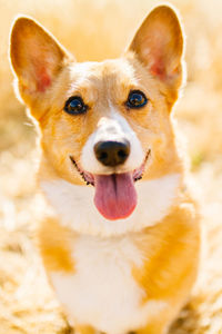 Close-up portrait of dog sticking out tongue