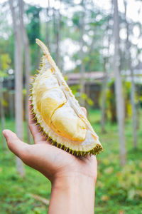 Midsection of person holding fruit