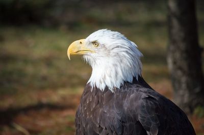 Close-up of eagle against blurred background