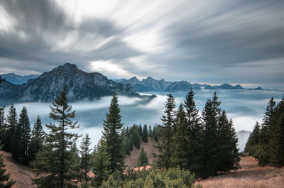 Scenic view of pine trees against sky