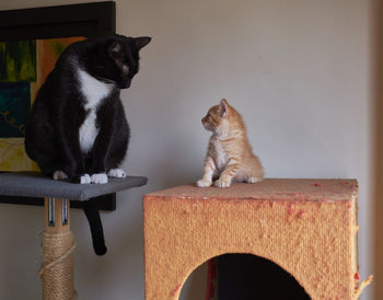 Cat sitting on wall at home