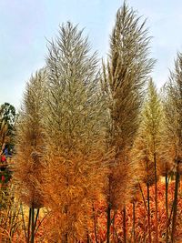 Low angle view of plants against sky