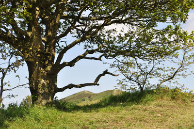 Low angle view of trees against sky