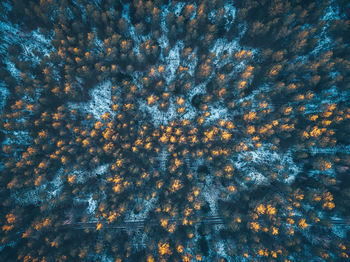 Full frame shot of illuminated trees against sky