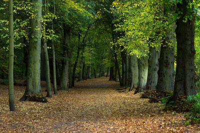 View of trees in forest