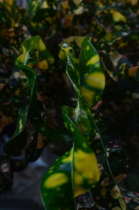 Close-up of fresh green plant