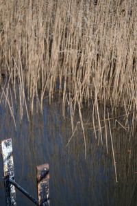 High angle view of grass by lake