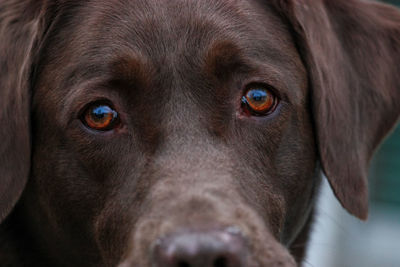 Close-up portrait of dog