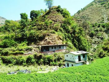 House amidst trees and plants on field