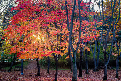 Trees in park during autumn