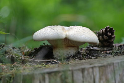 Close-up of mushroom on field