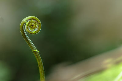 Close-up of fern