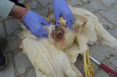 Autopsy dead chickens in poultry uterine prolapse