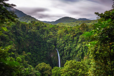 Scenic view of forest against sky