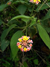 Close-up of flowers blooming outdoors