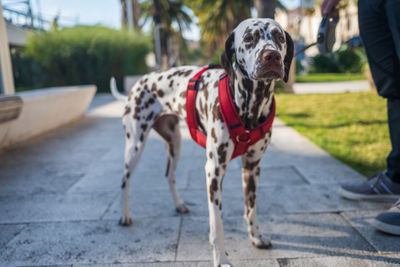 Portrait of dogs on street