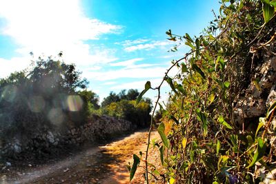 Dirt road amidst plants and trees against sky