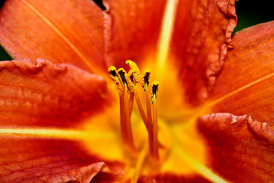 Close-up of orange hibiscus