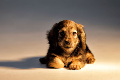 Portrait of dog resting