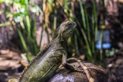 Close-up of lizard on rock