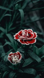 Close-up of red rose