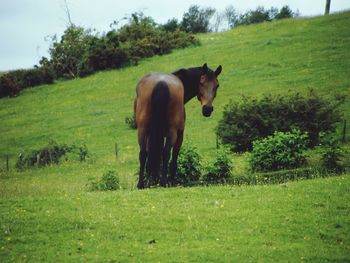 Horses on field against sky