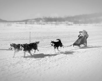 View of dogs on snow covered land