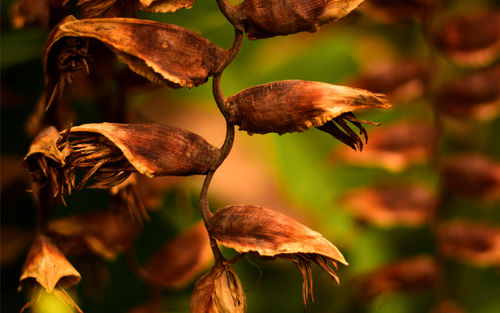 Close-up of leaves on branch