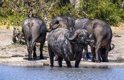 Buffalo drinking water