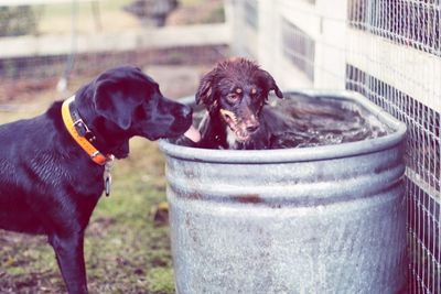 Close-up of dog in water