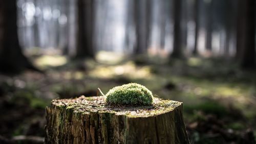 Close-up of tree stump