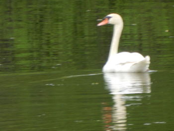 Bird flying over lake